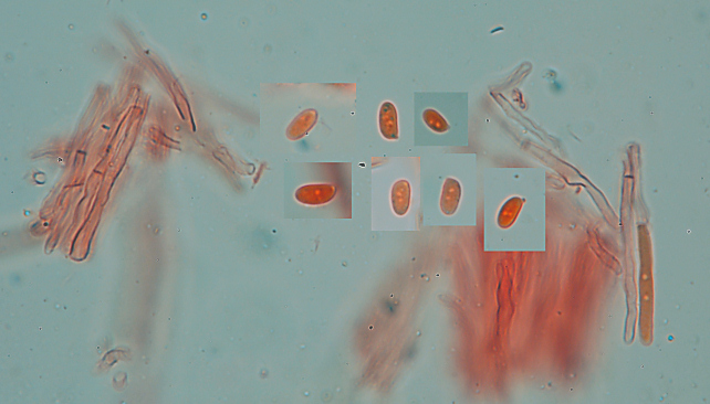 Fotoreportage di uno Stereum (credo!) (Stereum gausapatum)